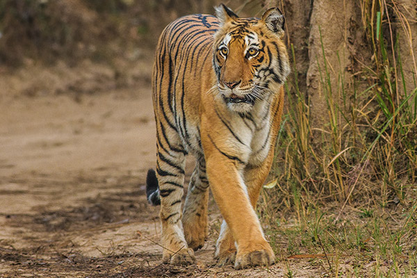 Corbett National Park